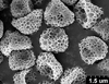 Brochosomes on Cuerna angusta Nielson, 1965: CR819 | Mexico, Nuevo Leon, 2mi N Montemorelos | 3/17/1975 | TAMU. (Observation).