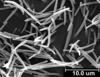 Brochosomes: AG30 | Brazil, SP, Bebedouro | 5/14/1998 | Roberto, S. | INHS. (Observation).