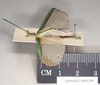 CollectionObject 1557508; 213d8a09-9f6c-4269-9e96-470aa795a70a: copyright Natural History Museum, London. male (holotype). (CollectionObject).
