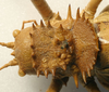 Hetrodes pupus pupus (Linnaeus, 1758): female pronotum, dorsal view (holotype of Hetrodes productus). (Otu).