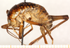 CollectionObject 1499641; 803ff56f-2f01-4ebd-839c-49e319c7fba5: female, lateral view (allotype). (CollectionObject).