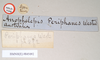 CollectionObject 1558546; NHMUK(SF IMPORT DUPLICATE) 845092, 84baf0d9-8a60-4458-be6f-95f9f040b758: copyright Natural History Museum, London. female, data labels (holotype). (CollectionObject).