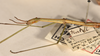 CollectionObject 1559635; 25dee358-f54f-42b4-9a3e-4094dbc8bfa4: copyright OUMNH. male: head & thorax, lateral view of Bacillus gramineus (holotype). (CollectionObject).