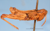 CollectionObject 1513127; 5c9fa5e3-ac11-4e83-8041-042aadebb5aa: male, lateral view (lectotype of Tristira bergi). (CollectionObject).