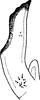 Stylus on Diplocolenus (Diplocolenus) altaicus Vilbaste, 1965: Stylus. (Observation).