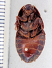 Stilpnoblatta malaya Hebard, 1929: Photo by Heidi Hopkins. ventral habitus. (Otu).