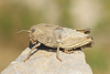 Prionotropis hystrix (Germar, 1817): female in lateral view (from Pag Isl, Croatia). (Otu).