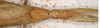 CollectionObject 1562286; MVMA T-13884, 1c7eb33f-b220-4639-8a55-3789ef18a268: copyright MVMA, Melbourne. female: head and thorax, dorsal view of Trigonoderus childreni (syntype). (CollectionObject).