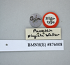 CollectionObject 1552816; NHMUK(SF IMPORT DUPLICATE) BMNH(E) 876008, cade08ed-7c8e-4240-86e8-6cdcf2d173dc: Copyright NHM, London. Holotype female of Panesthia plagiata, data labels. (CollectionObject).