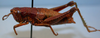 CollectionObject 1513713; MLP1155/1, 9bd3c535-4d96-423c-a97c-e09a702b3015: female, dorso-lateral view (paratype of Jivarus cerdai Ronderos). (CollectionObject).
