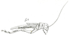 Neonemobius cubensis (Saussure, 1874): Fig. 5. female habitus (2 spines on hind tibia missing). (Otu).