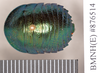 CollectionObject 1552824; NHMUK(SF IMPORT DUPLICATE) BMNH(E) 876514, eb1c8b59-0379-495e-8297-f820766c55e3: Copyright Natural History Museum, London. Syntype female of Pseudoglomeris magnifica, dorsal view. (CollectionObject).