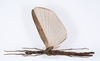 CollectionObject 1590099; cd5011c7-c150-41a1-ad32-c46024bcdc36: copyright MNHN, Paris. female (paratype). (CollectionObject).;CollectionObject 1590100; 28cbec81-6faf-49c1-87d1-8ad7dfa3bb2e: copyright MNHN, Paris. female (paratype). (CollectionObject).
