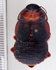 CollectionObject 1588607; 3560a75b-b71b-4bba-a8d8-8eba5c1ef3c8: Photo by Heidi Hopkins. ANSP: Bion mastrucatus. (CollectionObject).
