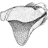 Pygofer ventral appendages, ventral view on Diplocolenus (Verdanus) Oman, 1949: Pygofer, lateroventral view. (Observation).