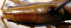 CollectionObject 1536475; 4a91b0d7-54f1-43a2-886b-6f2662c03d75: male head and pronotum, dorsal view (holotype). (CollectionObject).