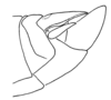 Aleuas paranensis Carbonell, 2008: Fig. 26C. male abdomen tip, lateral view. (Otu).