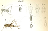 Rhacocleis germanica (Herrich-Schäffer, 1840): Pl. 15, Fig. 18. Rhacocleis discrepans: A male, B male pronotum (length 6 mm) and tegmina (2 mm), C male abdomen tip (a dorsal, b ventral), D female, E female head, F female abdomen tip ventral. (Otu).