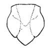 Arethaea constricta constricta Brunner von Wattenwyl, 1878: Pg. 106, Fig. 40 [as A. gracilipes constricta]. male pronotum, dorsal outline. (Otu).