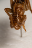 CollectionObject 1475044; d8369333-1638-42f1-ae2e-344fb65653ac: male, dorsal view (holotype). (CollectionObject).