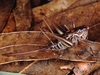 Austrodectes monticolus Rentz, 1985: female (Australia, NSW, Kosciuszko Nat. Park) (not a type). (Otu).