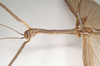 CollectionObject 1561143; NHMUK(SF IMPORT DUPLICATE) 845014, 7b0cf27c-1ad1-46d0-b325-7f53ac15ad26: copyright Natural History Museum, London. male: head and thorax, lateral view of Phibalosoma hypharpax (holotype). (CollectionObject).