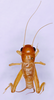 CollectionObject 1544673; 9337c35d-5284-442c-a67a-176f59e6d3da: male, body dorsal view (holotype). (CollectionObject).