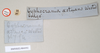 CollectionObject 1557422; NHMUK(SF IMPORT DUPLICATE) 844932, e94fdbb7-3471-47a7-b098-42da6785422b: copyright Natural History Museum, London. female, data labels [round label reversed] (syntype). (CollectionObject).