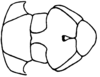 Cauratettix borellii (Giglio-Tos, 1894): Fig. 36D. male, sternum. (Otu).