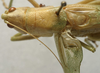 CollectionObject 1538890; 237a5ecb-9a9d-4725-9686-4905309c5e33: male, dorsal view (lectotype). (CollectionObject).