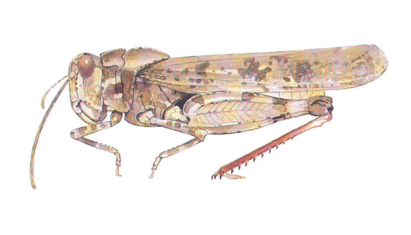 habitus. Depicts Spharagemon cristatum Scudder, 1875, an Otu.