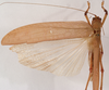 CollectionObject 1534702; f6a49883-4a52-4f0c-8e85-2f41d2782e43: male dorsal (syntype of Mataeus longipennis). (CollectionObject).