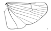 Hind wing on Caravellita saccibuccis (Emeljanov, 2007): (Observation).