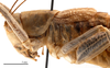 female head and pronotum, lateral view (allotype). Depicts CollectionObject 1578321; f28a3073-360e-416a-9397-eb069276471a, a CollectionObject.