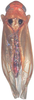 Habitus, dorsal view on Anufrievia quadrata Cao & Zhang, 2018: Habitus. (Observation).