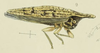 Habitus, lateral view: !! display not done !! on Polyglypta bogotensis Fairmaire, 1846: (Observation).