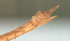 CollectionObject 1557464; 23daddfb-e164-4410-b3d2-80b5fc17d104: copyright MNHN, Paris. female: end of abdomen, lateral view (syntype). (CollectionObject).