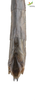 CollectionObject 1849147; 71fd5eda-83be-4fdb-b82f-539e1985c19b, Unioeste Cascavel K-0416: Female. End of abdomen, dorsal view. (CollectionObject).