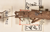 CollectionObject 1561574; 74591740-6a35-4808-a3b7-af4bc2cbcc59: copyright UMO. female, head & thorax of Acanthoderus gravidus (holotype). (CollectionObject).