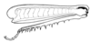 Aleuas uruguayensis Carbonell, 2008: Fig. 24. female, hind leg, internal view. (Otu).