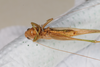 CollectionObject 1505663; b913872e-aee1-4fd2-9bf5-72d29d2ae84e: male, ventral view (syntype). (CollectionObject).