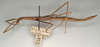 CollectionObject 1563672; NMW 843, 45f6bc90-b4c7-4d1c-830f-dc1f9205d549: copyright NMW, Vienna. female, lateral view of synonym Ectus solitarius (holotype). (CollectionObject).