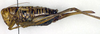 CollectionObject 1501862; d2325cea-974f-4ada-ba8e-5f058a836a0d, DORSA BTgamabbP01: female, lateral view (syntype). (CollectionObject).