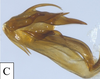 Aedeagus, lateral view: !! display not done !! on Cenchrea dorsalis (Westwood, 1840): (Observation).