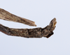 CollectionObject 1559086; 191866a6-e339-4106-8e17-5b325599de48: copyright ANSP. male: end of abdomen, lateral view (holotype). (CollectionObject).