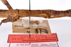 CollectionObject 1559464; b7c94d0d-8338-4d5b-93e6-57b6c0da12d6: copyright ZMHB, Berlin. female: mid body, lateral view of synonym Prisomera strumosus (holotype) [including eggs]. (CollectionObject).