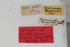 CollectionObject 1505723; 27ffbcd4-93cb-4900-9837-2677ce18f56c: male, labels (syntype). (CollectionObject).