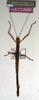 CollectionObject 1559098; NMW 218, 91e0d291-17fa-4ede-9a7d-7e8137449ae7: copyright NMW, Vienna. female of synonym Isagoras nitidus (holotype). (CollectionObject).
