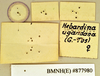 Hebardina ugandana (Giglio-Tos, 1907): Lectotype, female, labels, reverse. BMNH(E)#877980. (Otu).