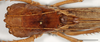 CollectionObject 1586781; 7f96ef9e-5ae2-426f-a0b7-8226d26996ea: male, head and pronotum dorsal view, scale bar = 10 mm. (CollectionObject).